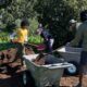 Volunteers helping mulch around the Butterfly Garden.