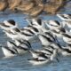 American Avocets (black and white shorebirds) foraging in salt pond SF2.