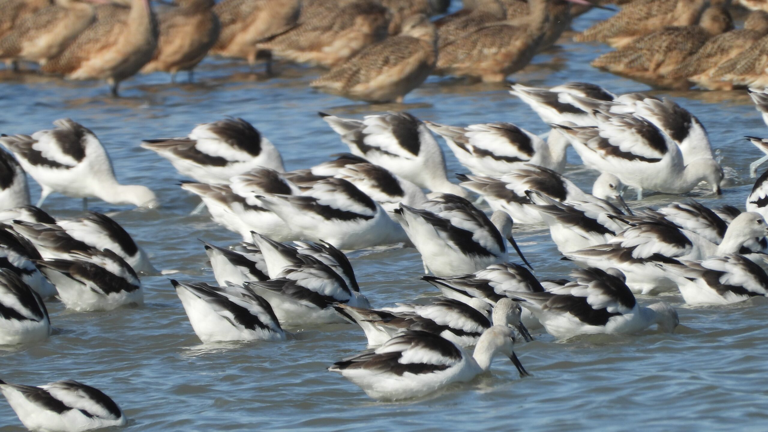 American Avocets (black and white shorebirds) foraging in salt pond SF2.