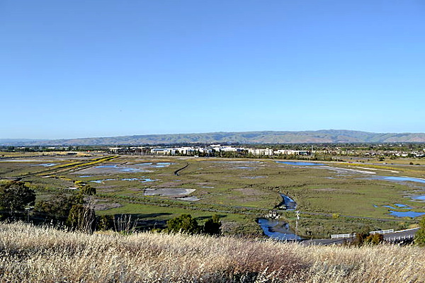 View of a marsh