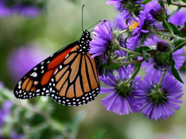 Monarch butterfly on purple flowers